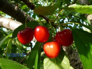 Cherries growing on the Leelanau Peninsula - Visitors Guide