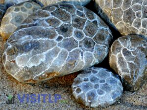 Close-up of Petoskey Stone - Leelanau Peninsula Visitors Guide