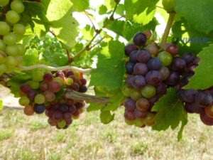 Grapes growing on the Leelanau Peninsula - Visitors Guide