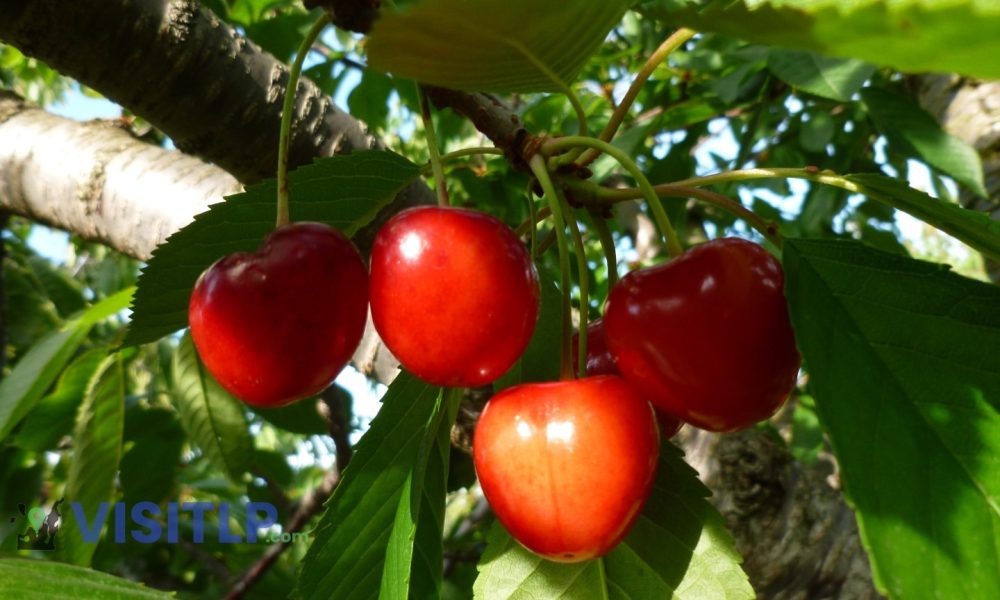 Cherries growing on the Leelanau Peninsula - Visitors Guide