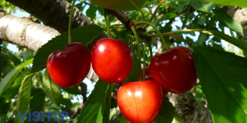 What types of cherries are grown on the Leelanau Peninsula?