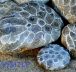 What are Petoskey stones?