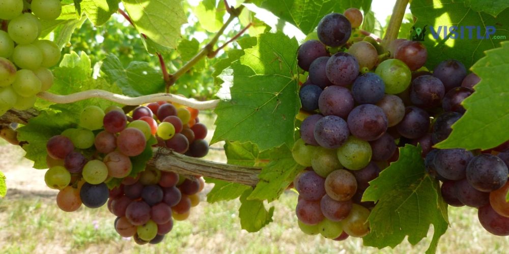 What types of grapes are grown on the Leelanau Peninsula?