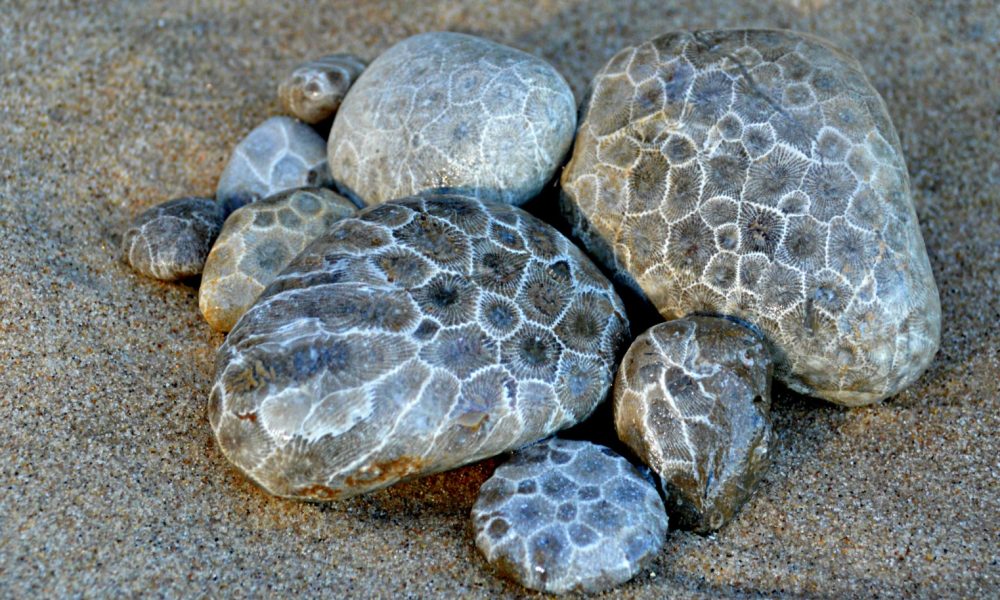 A group of Petoskey Stones on a Lake Michigan beach.